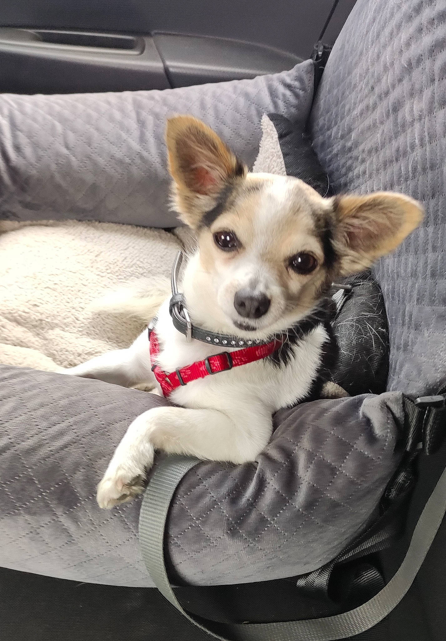 Pioupiou participe au concours pour gagner de l'argent avec cette photo : canidae, carnivore, chair, comfort, companion_dog, couch, dog, dog_breed, dog_supply, fawn, fur, furniture, non_sporting_group, paw, sitting, snout, sporting_group, toy_dog, whiskers, working_animal