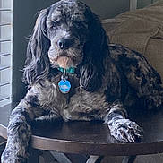 Dysel Thompson is registered to the contest to win money with this photo: dog, mottled_coat, table, collar, tag, window, blanket, furniture, indoor, pet, canine, relaxed, resting, wooden_table, home, cozy, fur, long_ears, lying_down, domestic_animal
