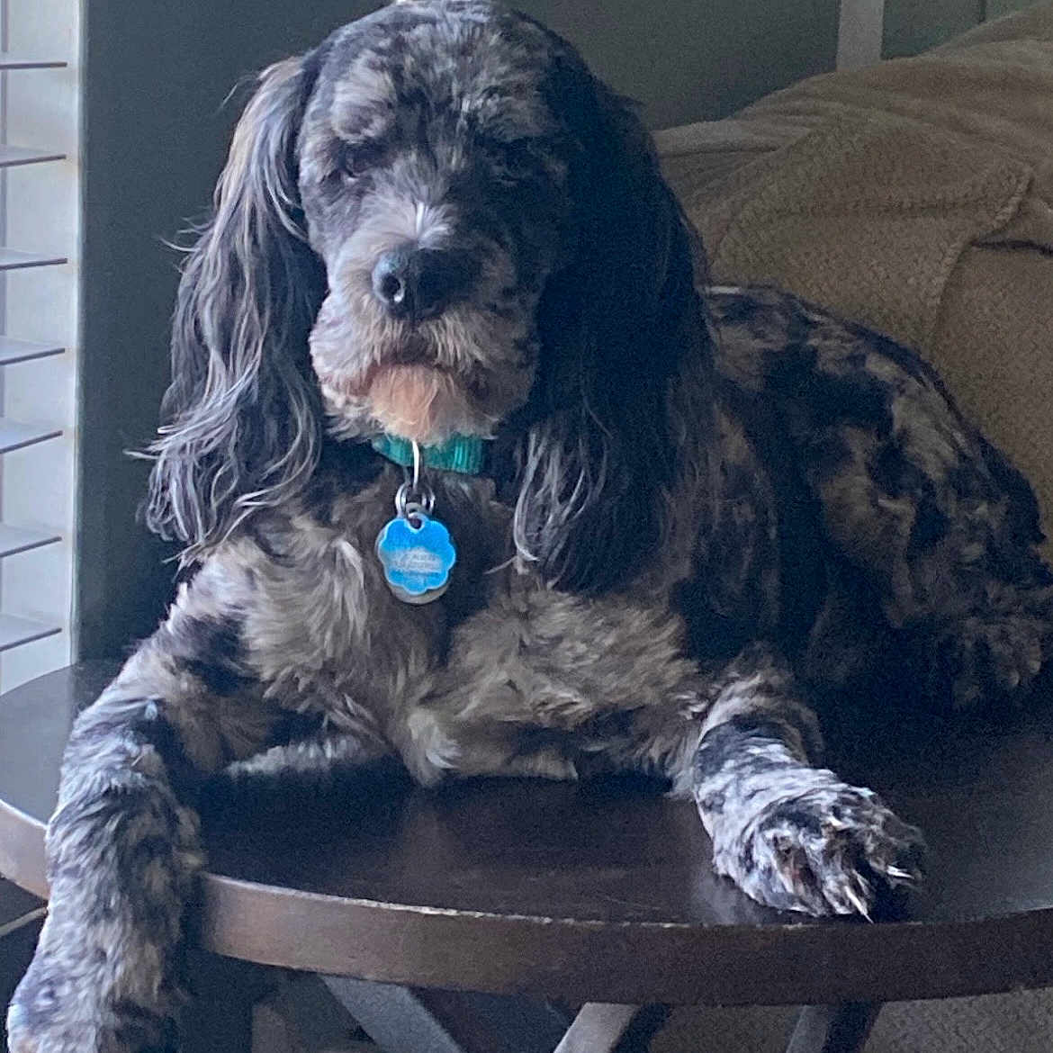 Dysel Thompson is registered to the contest to win money with this photo: dog, mottled_coat, table, collar, tag, window, blanket, furniture, indoor, pet, canine, relaxed, resting, wooden_table, home, cozy, fur, long_ears, lying_down, domestic_animal