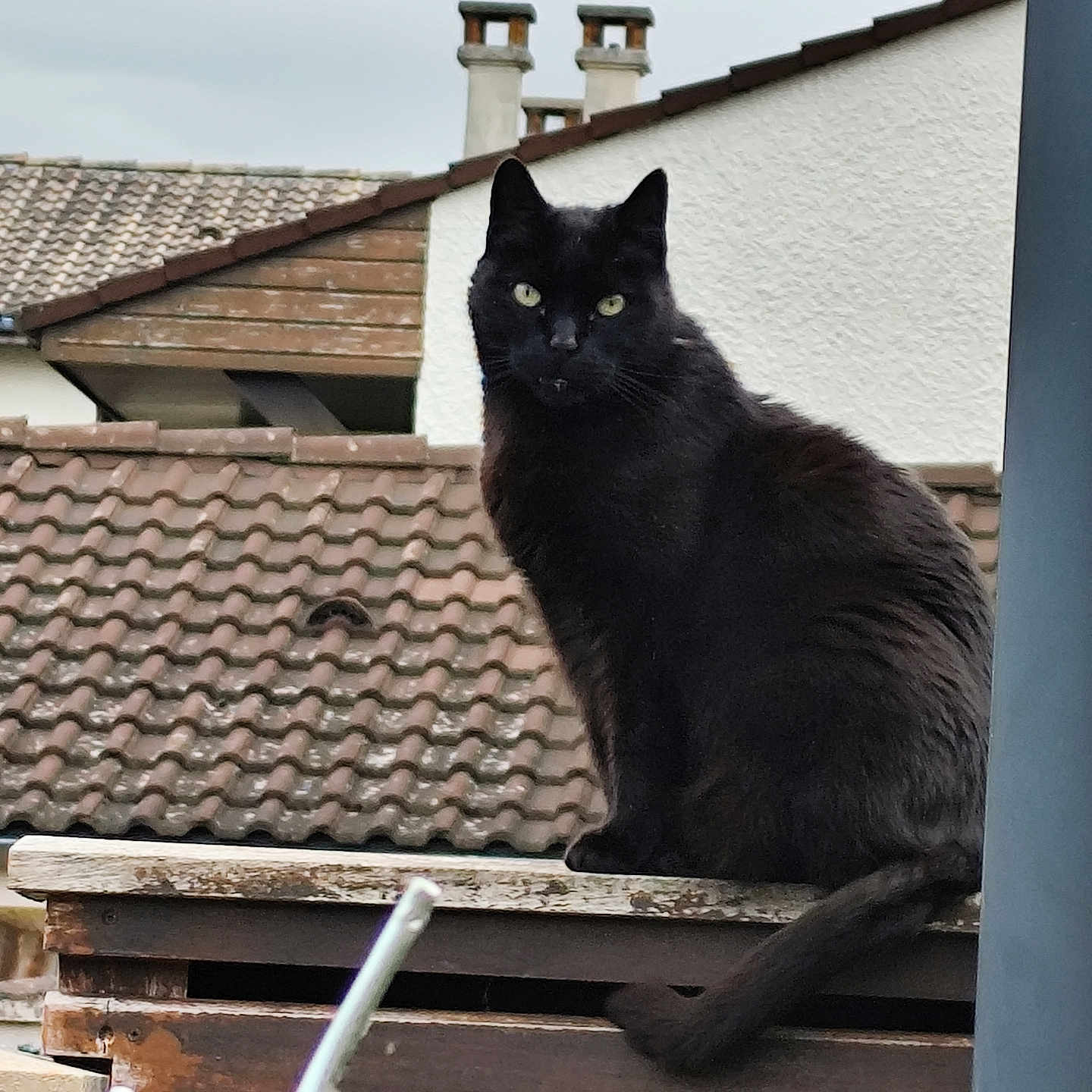 Blackpearl