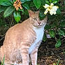 cat, ginger_cat, white_chest, sitting, garden, plants, leaves, flowers, outdoors, grass, nature, pet, animal, portrait, full_body, alert, whiskers, greenery, flower_hat, name_text