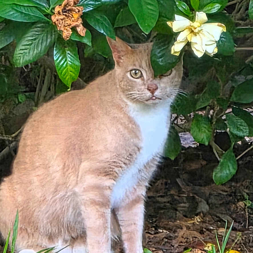 Oscar