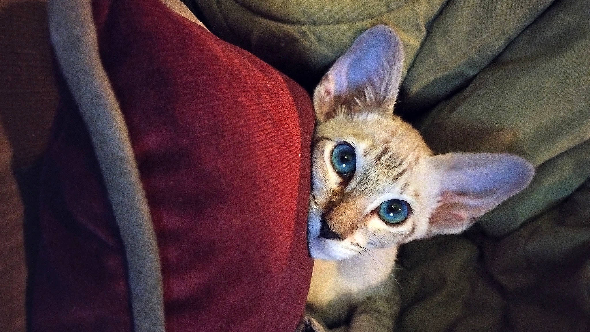 Tabitha joined the competition — help win amazing prizes! carnivore, cat, claw, comfort, couch, domestic_short_haired_cat, ear, electric_blue, eye, fawn, felidae, fur, head, iris, linens, paw, small_to_medium_sized_cats, snout, tail, whiskers