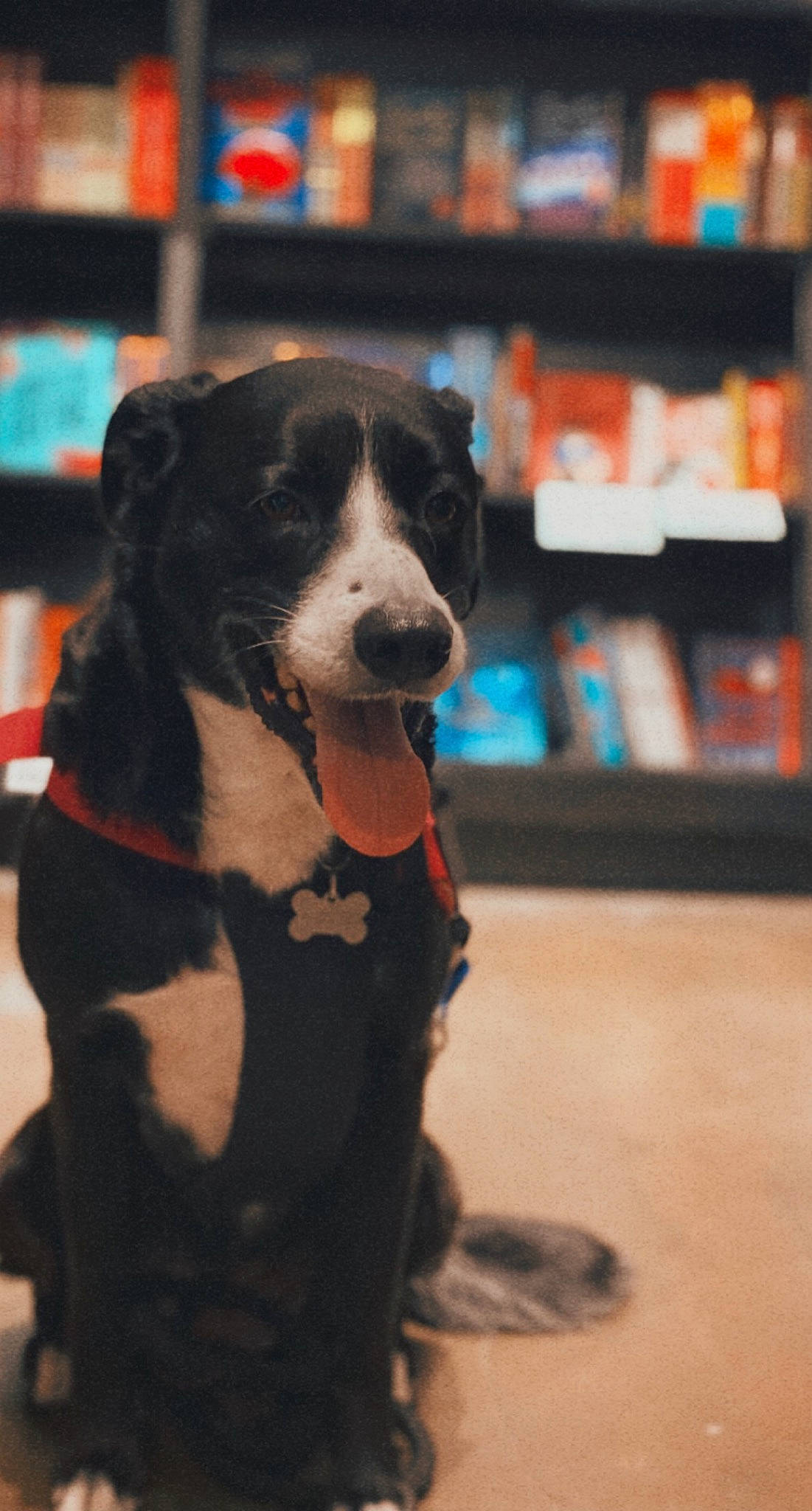 Maggie is registered to the contest to win money with this photo: bookcase, canidae, carnivore, collar, companion_dog, dog, dog_breed, dog_collar, dog_supply, fur, guard_dog, leash, non_sporting_group, shelf, shelving, snout, sporting_group, whiskers, working_animal, working_dog