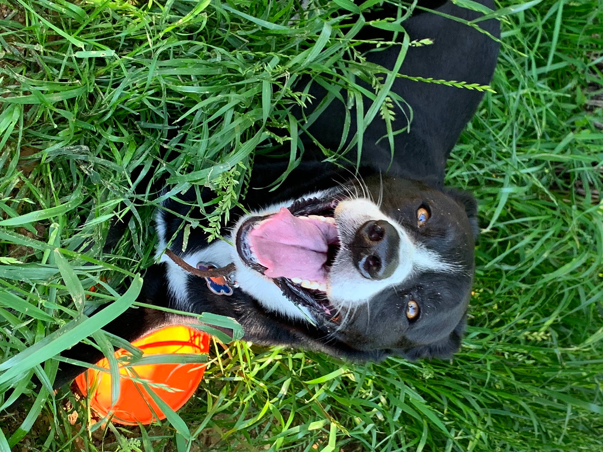 Maggie joined the competition — help win amazing prizes! ball, canidae, carnivore, companion_dog, dog, dog_breed, dog_supply, eyewear, fawn, goggles, grass, groundcover, personal_protective_equipment, plant, snout, sporting_group, sunglasses, tail, terrestrial_animal, whiskers
