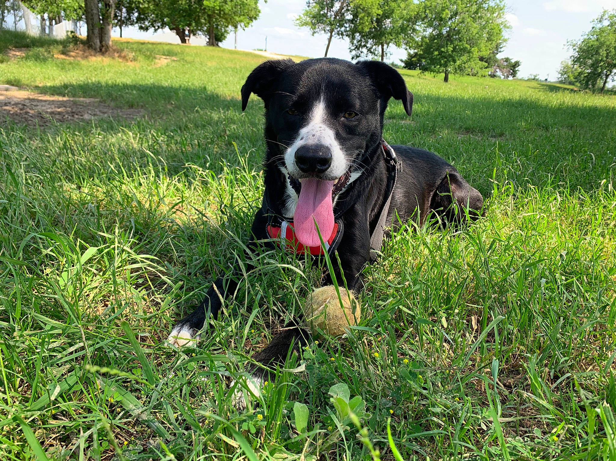 Maggie is registered to the contest to win money with this photo: borador, carnivore, collar, companion_dog, dog, dog_breed, dog_collar, grass, grass_family, grassland, groundcover, gun_dog, pasture, plant, shrub, sky, snout, sporting_group, tree, working_animal