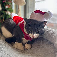 Mud joined the competition — help win amazing prizes! animal, blurred_background, cat, christmas, cozy, cute, domestic_cat, feline, festive, grey_cat, holiday, holiday_season, indoor, pet, relaxed, santa_hat, santa_outfit, soft_blanket, white_paws, window