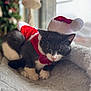 animal, blurred_background, cat, christmas, cozy, cute, domestic_cat, feline, festive, grey_cat, holiday, holiday_season, indoor, pet, relaxed, santa_hat, santa_outfit, soft_blanket, white_paws, window