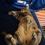 animal, blanket, blue, cat, cozy, cute, domestic, fabric, fur, indoor, lying_down, paw, pet, relaxed, resting, sleeping, soft, striped, tabby, tail