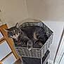 basket, cat, cozy, door, feline, floor_tile, fur, gray_tabby, home_interior, indoor, looking_at_camera, paw, pet, relaxed, resting, stacked_baskets, wall, whiskers, wooden_frame, woven_basket