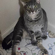 Stormy is registered to the contest to win money with this photo: cat, gray_tabby, indoor, mat, cartoon_characters, shadow, wall, floor, pet, animal, feline, sitting, looking_at_camera, blur, cozy, cute, whiskers, ears, paws, tail