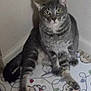 cat, gray_tabby, indoor, mat, cartoon_characters, shadow, wall, floor, pet, animal, feline, sitting, looking_at_camera, blur, cozy, cute, whiskers, ears, paws, tail