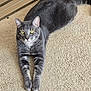 animal, carpet, cat, cute, domestic_cat, ears, feline, floor, fur, gray_cat, home, indoor, looking_at_camera, pet, relaxed, stretching, tabby, tail, whiskers, yellow_eyes
