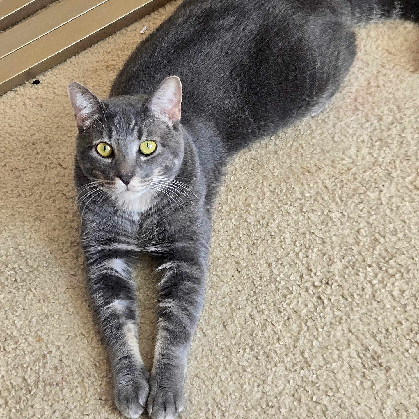 Stormy joined the competition — help win amazing prizes! animal, carpet, cat, cute, domestic_cat, ears, feline, floor, fur, gray_cat, home, indoor, looking_at_camera, pet, relaxed, stretching, tabby, tail, whiskers, yellow_eyes