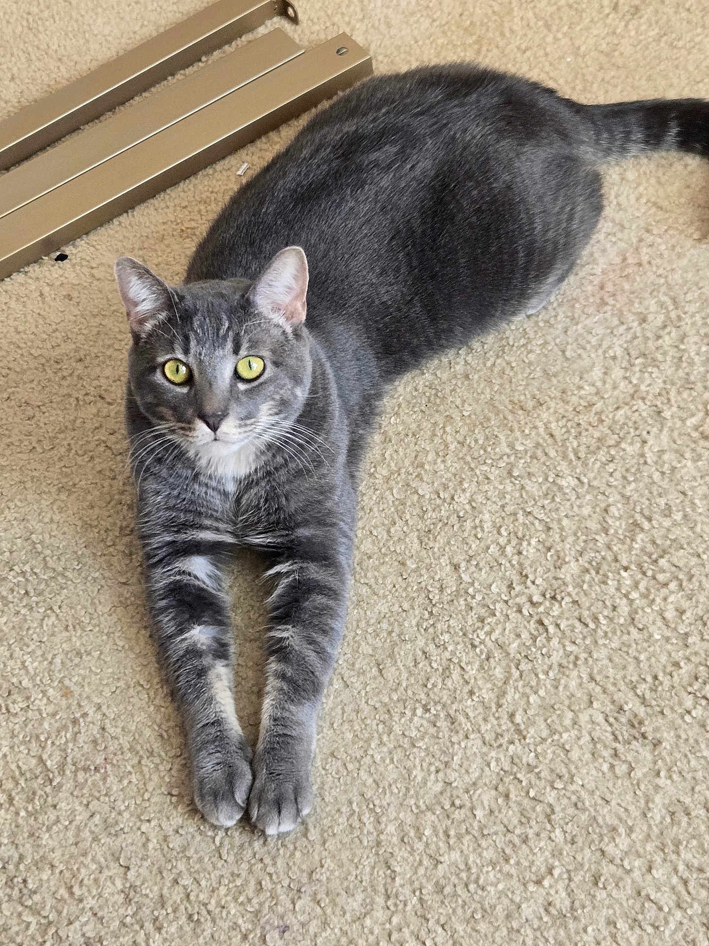 Stormy joined the competition — help win amazing prizes! cat, gray_cat, tabby, pet, animal, feline, carpet, indoor, stretching, yellow_eyes, whiskers, ears, tail, fur, home, relaxed, cute, looking_at_camera, floor, domestic_cat