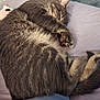 Stormy is registered to the contest to win money with this photo: cat, gray_tabby, sleeping, curled_up, paw, blanket, plush_toy, indoor, cozy, fur, resting, pet, cute, relaxed, animal, whiskers, tail, home, soft, comfort