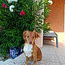 Prana a rejoint le concours — aidez-le/la à gagner de superbes lots ! animal, brown_dog, building_wall, curious, daylight, dog, flowering_bush, green_leaves, lounge_chair, nature, outdoor, patio, pet, pink_flowers, sitting, sunlight, tiled_floor, wet_fur, white_chest, white_flowers