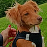 Prana participe au concours pour gagner de l'argent avec cette photo : animal, canine, cute, dog, ears, field, fur, grass, greenery, hand, harness, nature, outdoor, park, pet, playing, portrait, puppy, tongue, young_dog