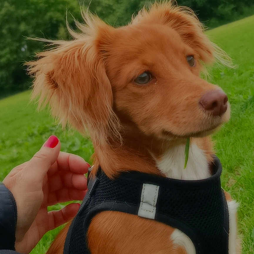 Prana participe au concours pour gagner de l'argent avec cette photo : animal, canine, cute, dog, ears, field, fur, grass, greenery, hand, harness, nature, outdoor, park, pet, playing, portrait, puppy, tongue, young_dog