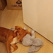 Prana a rejoint le concours — aidez-le/la à gagner de superbes lots ! animal, brown_dog, cardboard_box, cozy, cute, dog, door, ears, floor, furry, home, indoor, looking_up, lying_down, pet, resting, soft_toy, stuffed_animal, toy, wooden_floor