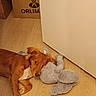 animal, brown_dog, cardboard_box, cozy, cute, dog, door, ears, floor, furry, home, indoor, looking_up, lying_down, pet, resting, soft_toy, stuffed_animal, toy, wooden_floor