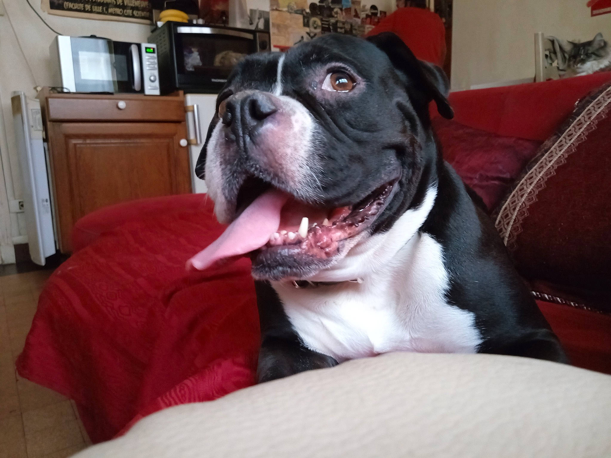 Leika participe au concours pour gagner de l'argent avec cette photo : cabinetry, canidae, carnivore, chest_of_drawers, collar, comfort, companion_dog, cupboard, dog, dog_breed, dog_collar, drawer, fawn, home_appliance, kitchen_appliance, snout, sporting_group, television, whiskers, working_animal