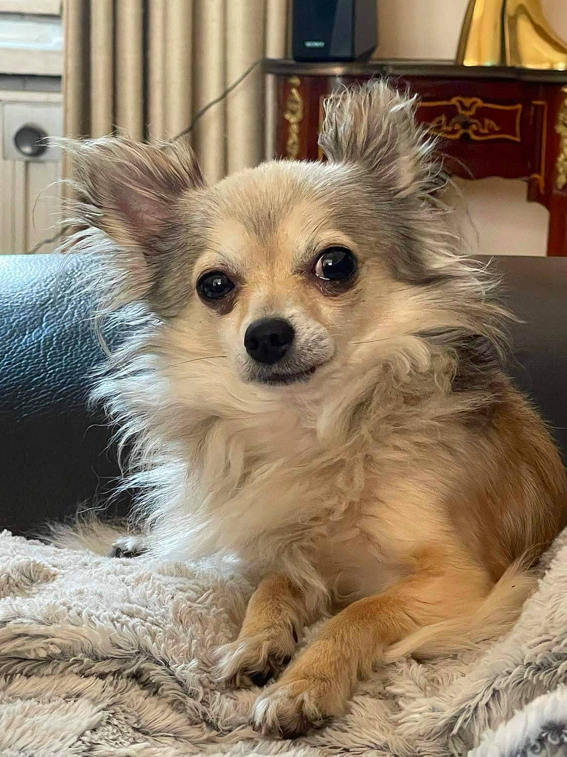 Tito participe au concours pour gagner de l'argent avec cette photo : canidae, carnivore, chihuahua, companion_dog, dog, dog_breed, dog_supply, fawn, fur, german_spitz, picture_frame, pomeranian, snout, spitz, sporting_group, terrestrial_animal, toy_dog, volpino_italiano, whiskers, working_animal