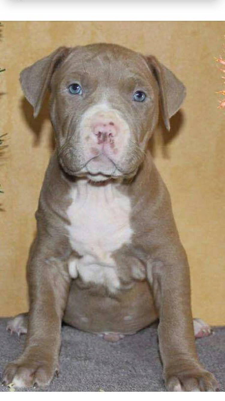 Sultan participe au concours pour gagner de l'argent avec cette photo : american_pit_bull_terrier, american_staffordshire_terrier, canidae, carnivore, dog, dog_breed, fawn, mammal, non_sporting_group, pit_bull, puppy, rare_breed_dog, snout, vertebrate