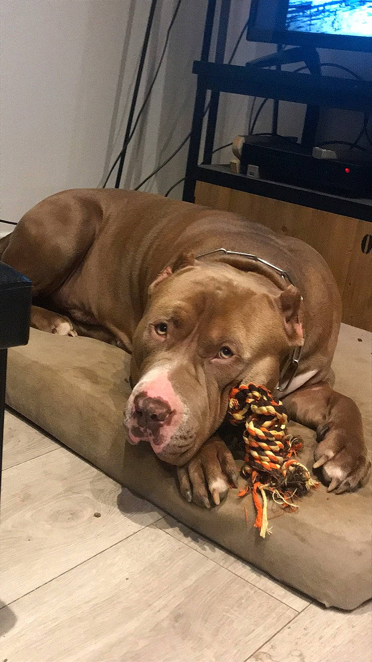 Sultan participe au concours pour gagner de l'argent avec cette photo : american_bulldog, american_pit_bull_terrier, bandog, canidae, carnivore, dog, dog_breed, fawn, non_sporting_group, pit_bull, snout, sporting_group