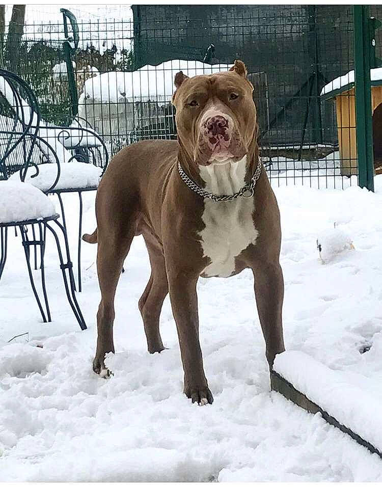 Sultan participe au concours pour gagner de l'argent avec cette photo : american_bulldog, american_pit_bull_terrier, american_staffordshire_terrier, bandog, bulldog, canidae, carnivore, dog, dog_breed, dorset_olde_tyme_bulldogge, fawn, mammal, non_sporting_group, old_english_bulldog, olde_english_bulldogge, perro_de_presa_canario, pit_bull, rare_breed_dog, sporting_group, vertebrate