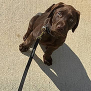 Atreus joined the competition — help win amazing prizes! puppy, dog, labrador, chocolate, leash, collar, sidewalk, shadow, sunlight, outdoor, pet, animal, cute, young, grass, brown, canine, looking_up, sitting, daylight