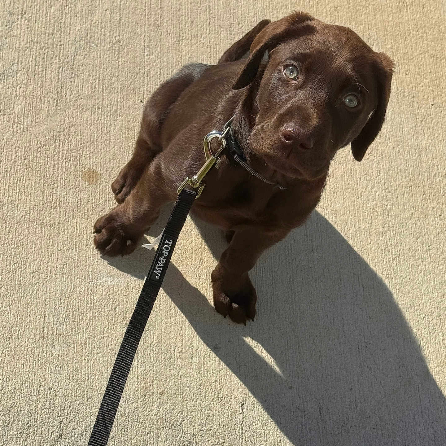 Atreus joined the competition — help win amazing prizes! puppy, dog, labrador, chocolate, leash, collar, sidewalk, shadow, sunlight, outdoor, pet, animal, cute, young, grass, brown, canine, looking_up, sitting, daylight