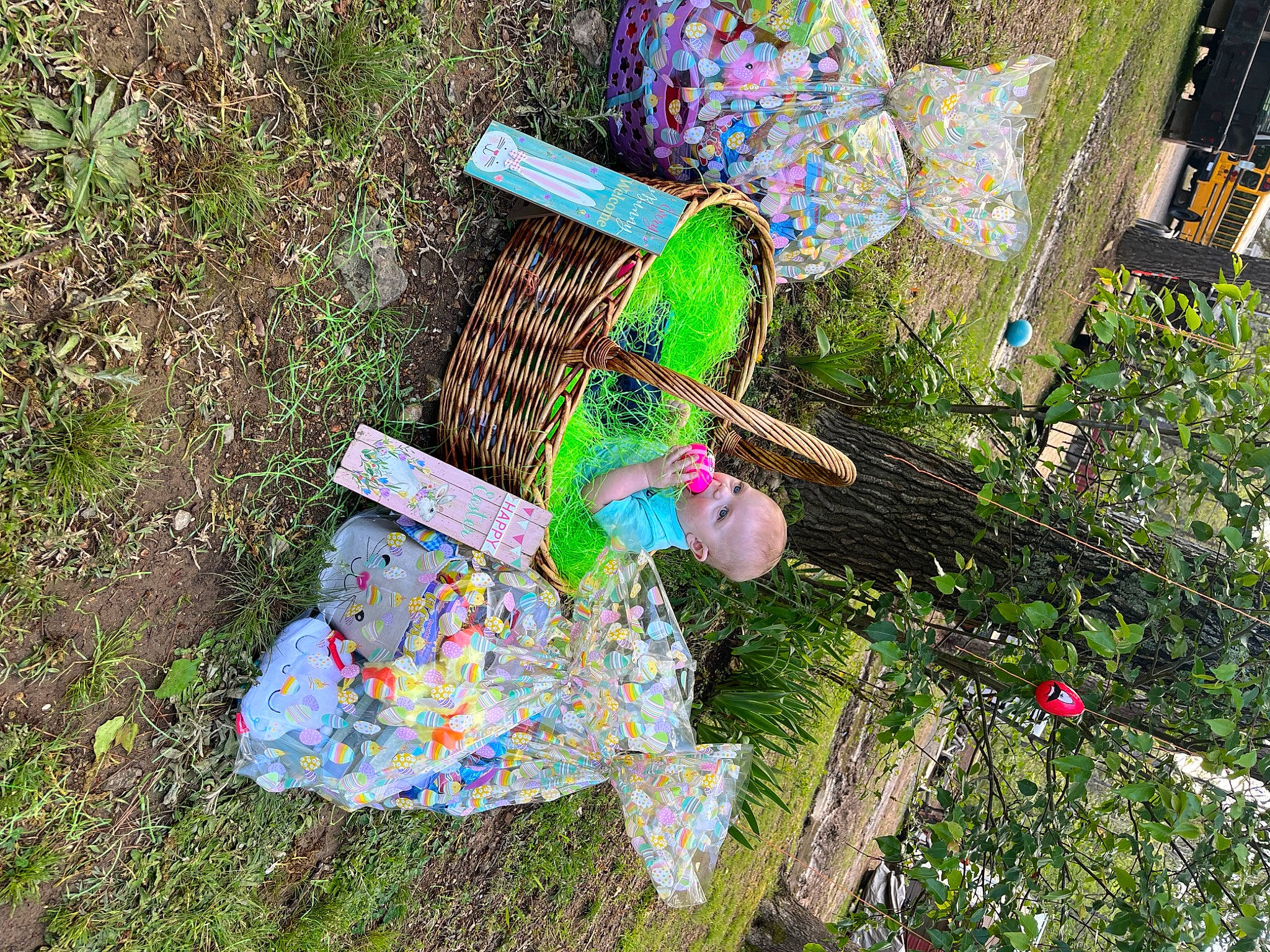 Bentley is registered to the contest to win money with this photo: art, fun, garden, grass, groundcover, leisure, magenta, paint, pattern, people_in_nature, person, plant, plastic, shrub, sitting, soil, spring, tree, visual_arts, yard