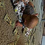 Westin joined the competition — help win amazing prizes! baby, carpet, money, blanket, dollar_bills, indoor, child, floor, pattern, reaching, curious, crawling, currency, scattered, home, infant, soft, toy_blanket, person, casual