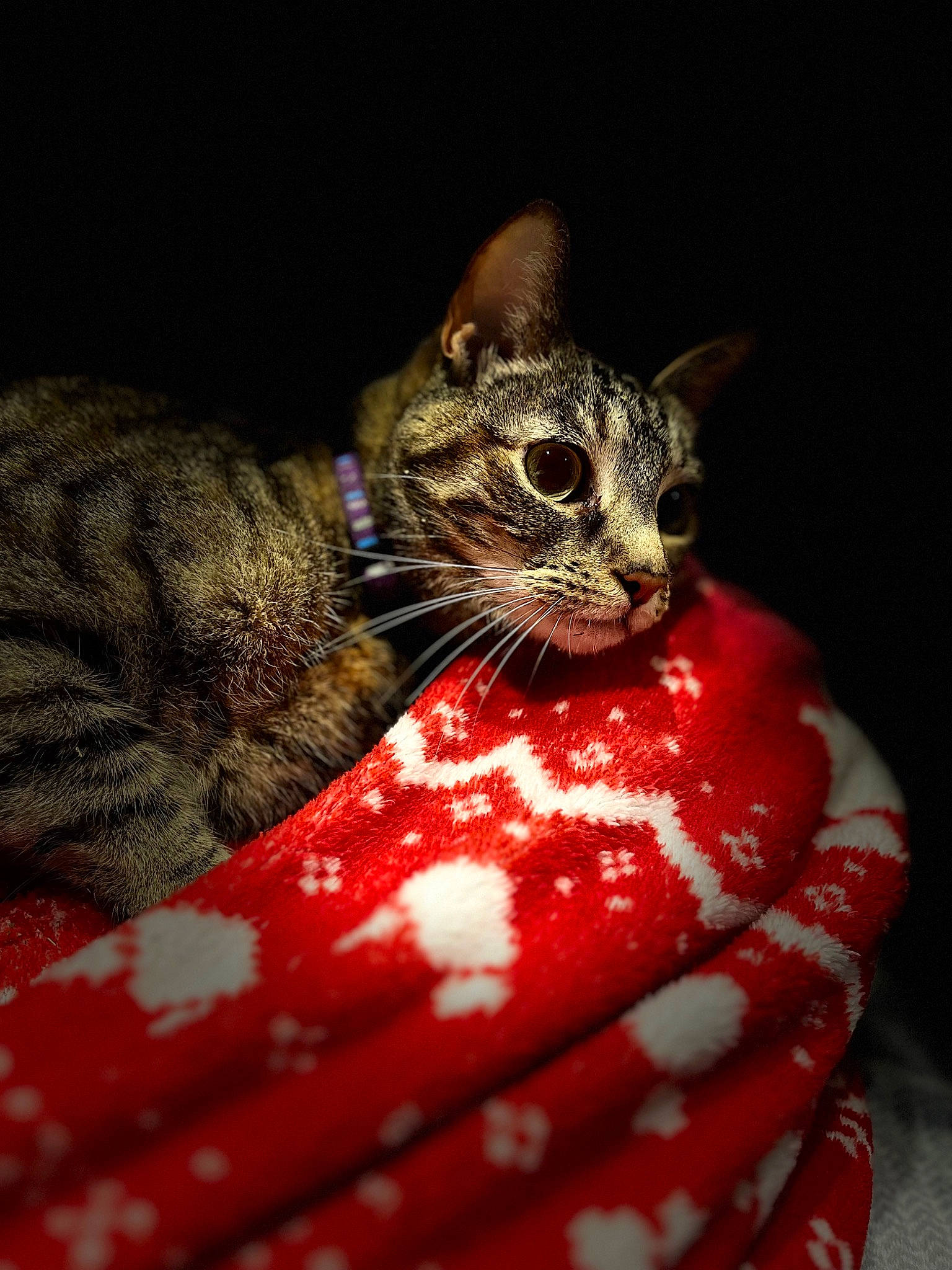 Eevee is registered to the contest to win money with this photo: carnivore, cat, claw, domestic_short_haired_cat, event, fashion_accessory, felidae, fur, pattern, small_to_medium_sized_cats, snout, terrestrial_animal, whiskers, wildlife