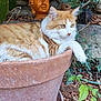cat, orange_cat, white_cat, terracotta_pot, plant, greenery, leaves, garden, outdoor, statue, buddha_head, relaxing, animal, pet, feline, nature, calm, fluffy, resting, closeup
