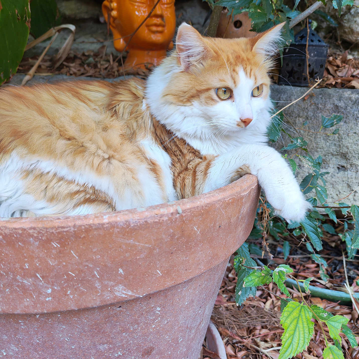 Uber participe au concours pour gagner de l'argent avec cette photo : animal, buddha_head, calm, cat, closeup, feline, fluffy, garden, greenery, leaves, nature, orange_cat, outdoor, pet, plant, relaxing, resting, statue, terracotta_pot, white_cat