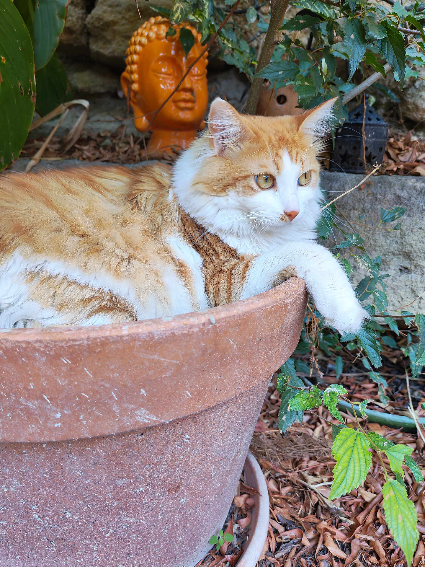 Uber participe au concours pour gagner de l'argent avec cette photo : cat, orange_cat, white_cat, terracotta_pot, plant, greenery, leaves, garden, outdoor, statue, buddha_head, relaxing, animal, pet, feline, nature, calm, fluffy, resting, closeup