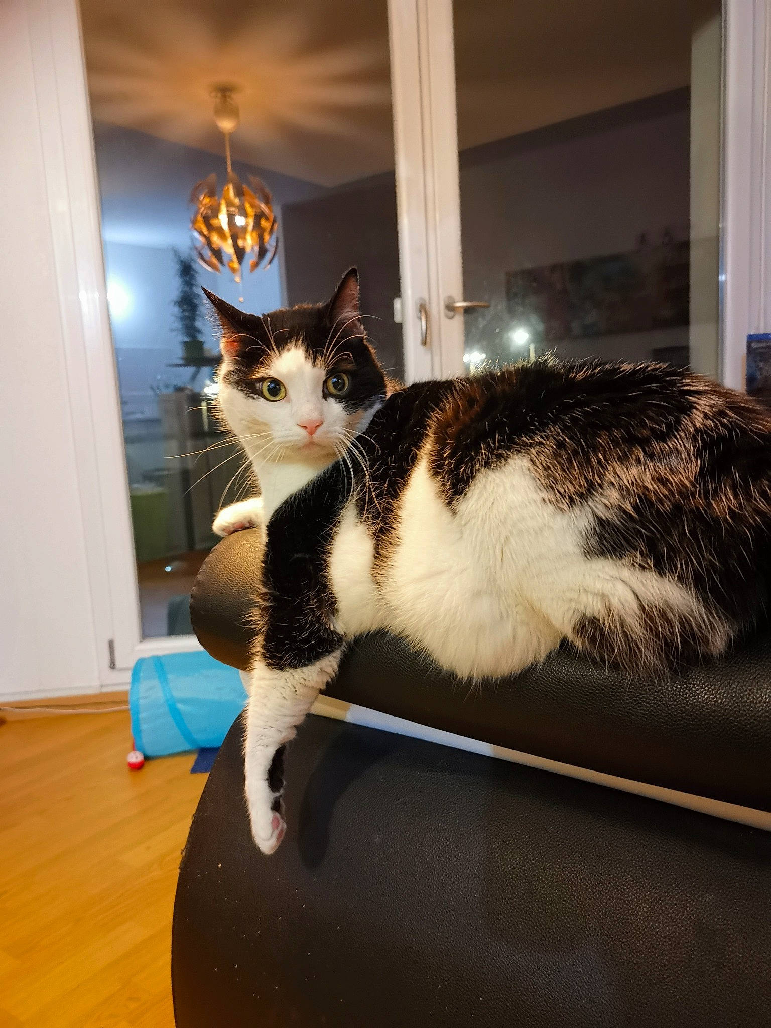 Schmoutz participe au concours pour gagner de l'argent avec cette photo : box, cardboard, carnivore, cat, comfort, domestic_short_haired_cat, felidae, flooring, fur, hardwood, room, sitting, small_to_medium_sized_cats, table, tail, varnish, whiskers, window, wood, wood_flooring