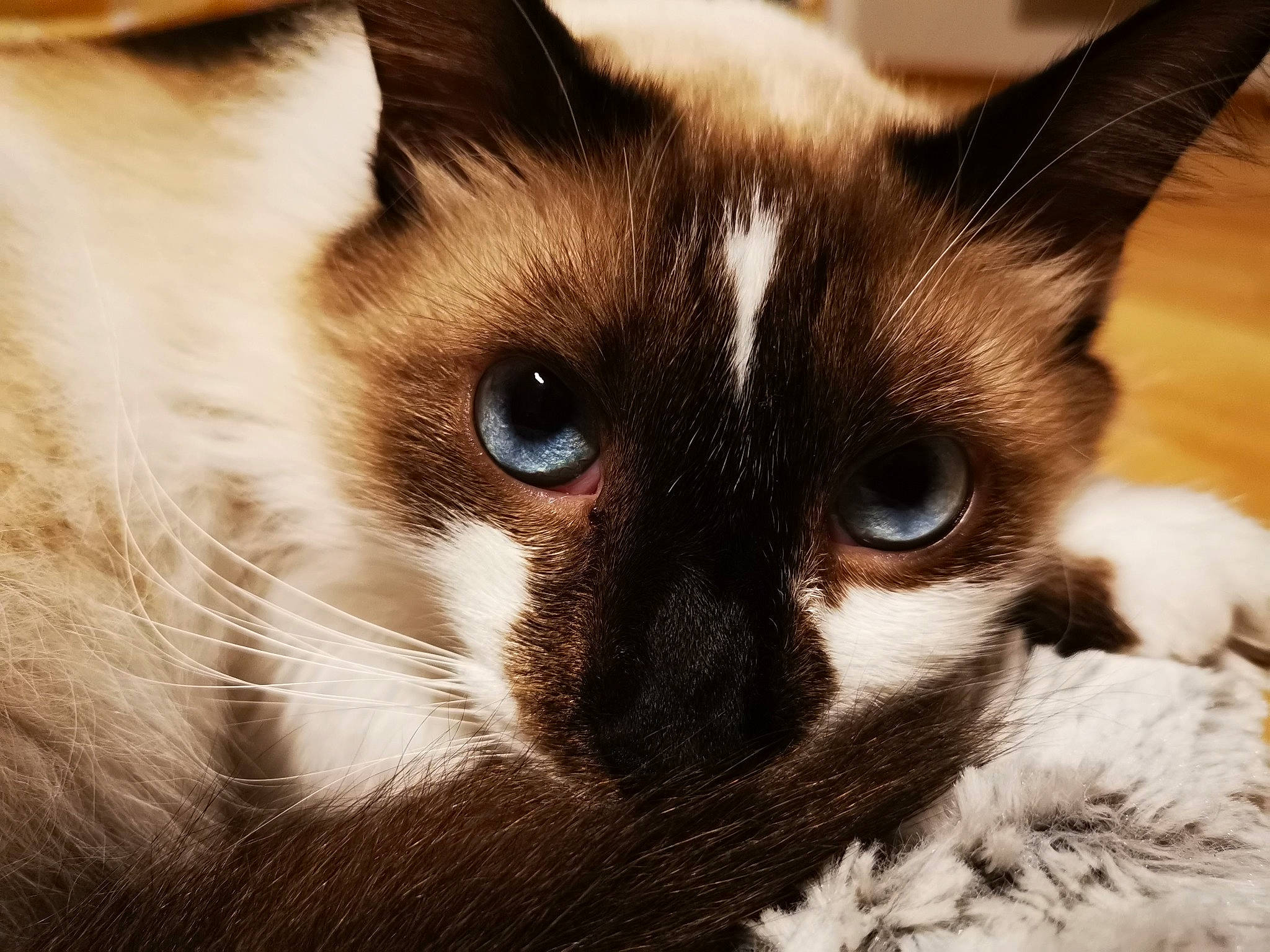 Nuggets a rejoint le concours — aidez-le/la à gagner de superbes lots ! balinese, birman, carnivore, cat, domestic_short_haired_cat, fawn, felidae, fur, ragdoll, siamese, small_to_medium_sized_cats, snout, tail, thai, tonkinese, whiskers, wildlife