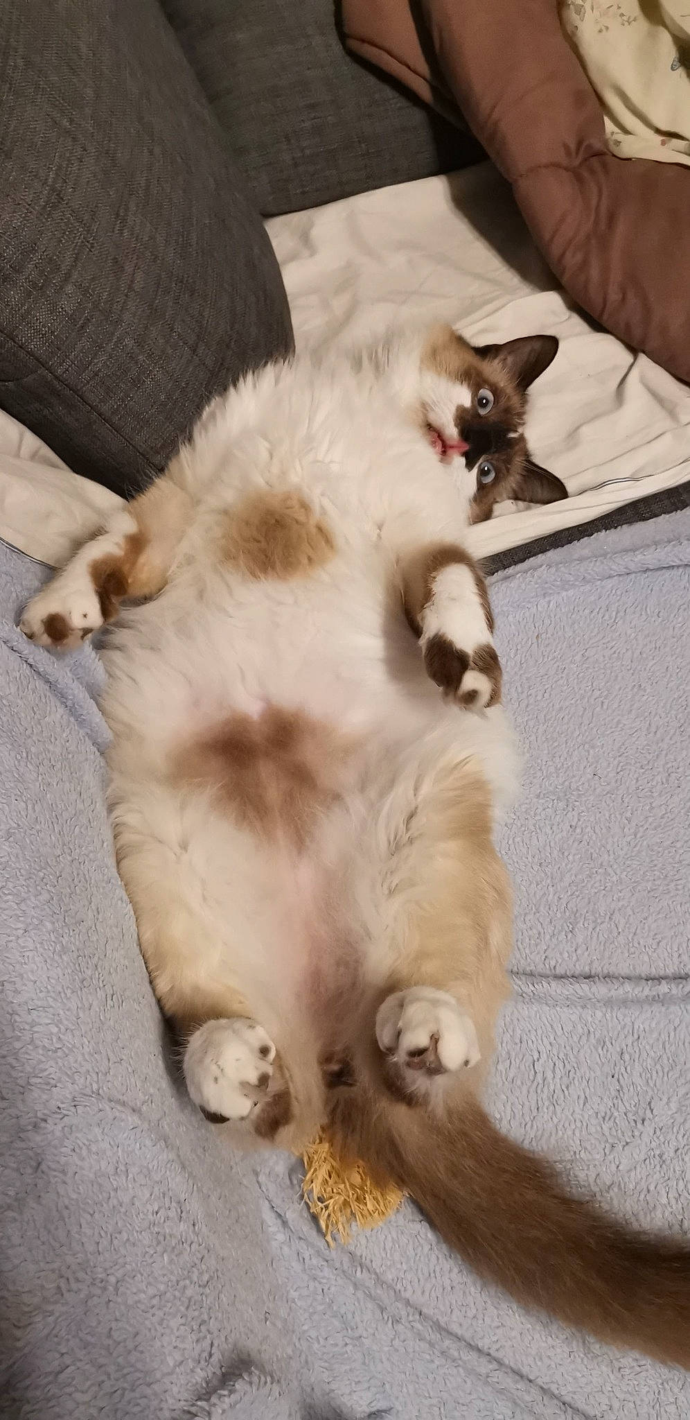 Nuggets participe au concours pour gagner de l'argent avec cette photo : balinese, carnivore, cat, claw, comfort, companion_dog, dog_breed, domestic_short_haired_cat, fawn, felidae, flooring, fur, paw, small_to_medium_sized_cats, tail, thai, whiskers, wood