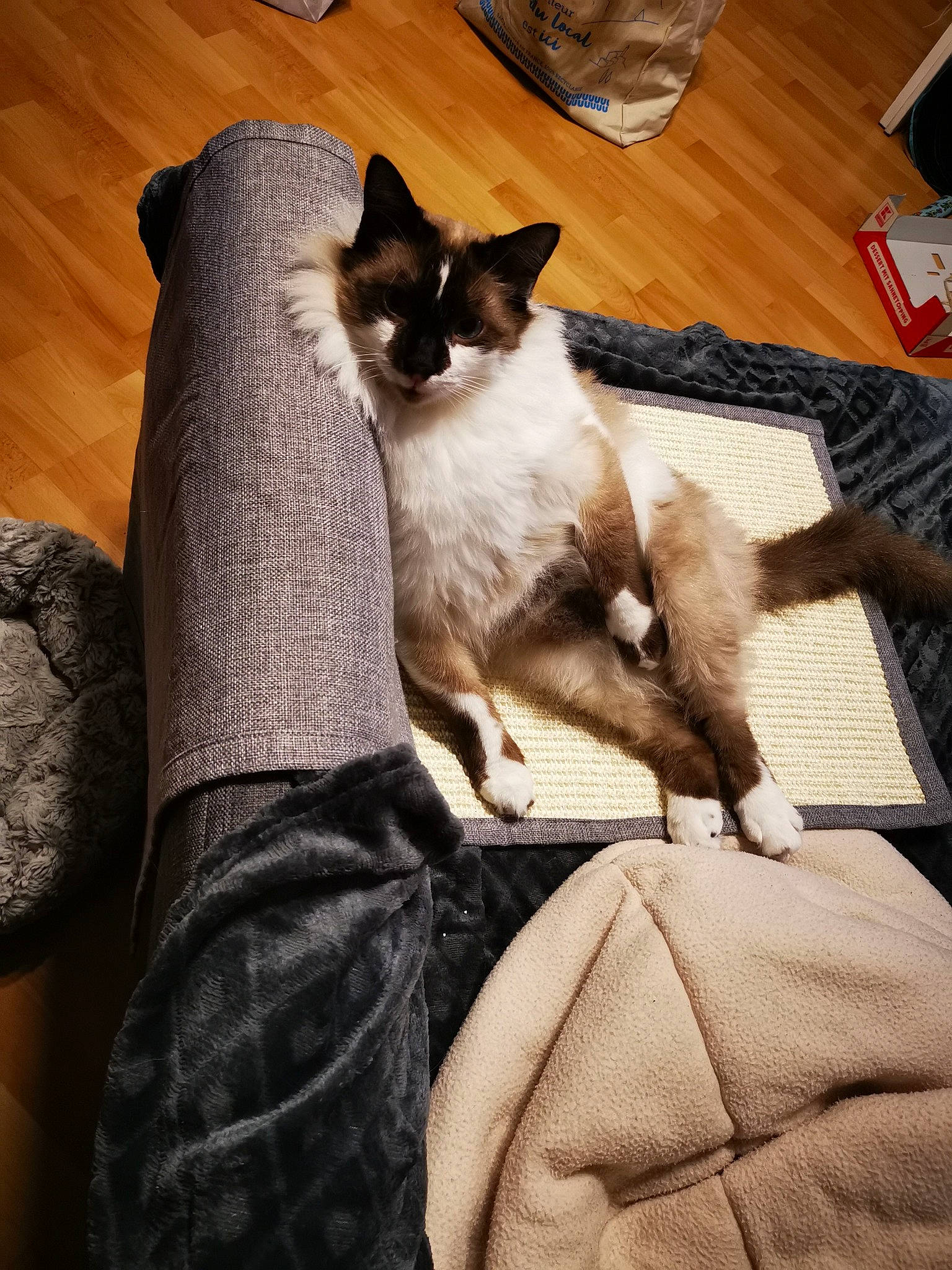 Nuggets a rejoint le concours — aidez-le/la à gagner de superbes lots ! carnivore, cat, chair, comfort, companion_dog, domestic_short_haired_cat, fawn, felidae, flooring, foot, fur, hardwood, human_leg, lap, siamese, small_to_medium_sized_cats, tail, thai, whiskers, wood