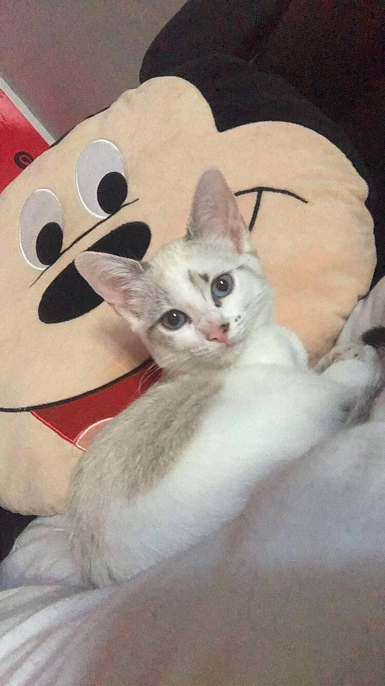 Queenie a rejoint le concours — aidez-le/la à gagner de superbes lots ! bow_tie, carnivore, cat, cat_bed, comfort, domestic_short_haired_cat, ear, eye, fashion_accessory, fawn, felidae, fur, head, human_body, paw, photo_caption, small_to_medium_sized_cats, snout, tail, whiskers