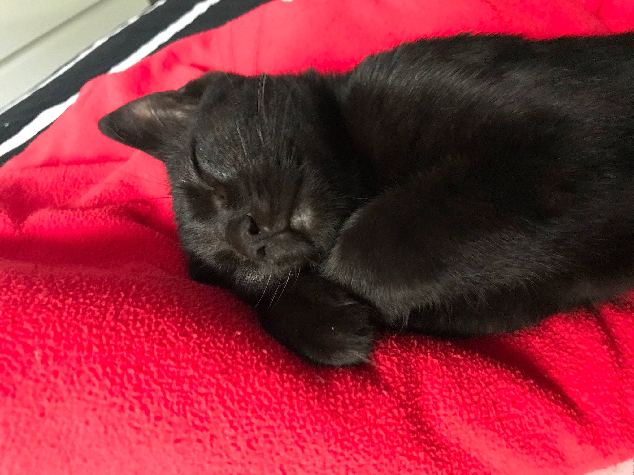 Pimps a rejoint le concours — aidez-le/la à gagner de superbes lots ! asian, black, black_cat, bombay, burmese, carnivore, cat, chartreux, claw, domestic_short_haired_cat, felidae, fur, kitten, korat, mammal, nap, small_to_medium_sized_cats, snout, vertebrate, whiskers