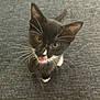 Binx is registered to the contest to win money with this photo: kitten, cat, black_and_white, whiskers, curious, pet, feline, young, animal, cute, looking_up, indoor, close_up, playful, small, soft_fur, ears, paws, tongue, expression