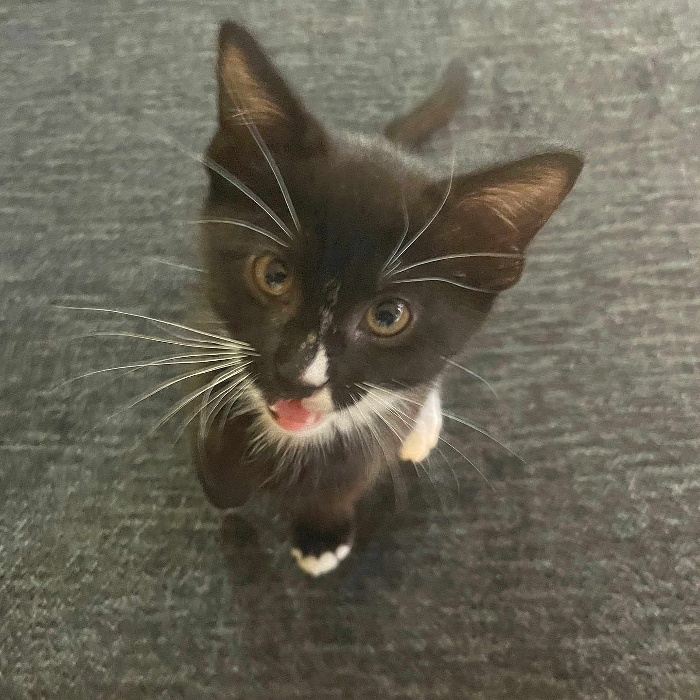 Binx is registered to the contest to win money with this photo: animal, black_and_white, cat, close_up, curious, cute, ears, expression, feline, indoor, kitten, looking_up, paws, pet, playful, small, soft_fur, tongue, whiskers, young