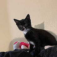 Binx is registered to the contest to win money with this photo: kitten, black_and_white, tuxedo_cat, indoor, curious, alert, plush_toy, shadow, wall, pet, young_cat, feline, animal, cute, small, whiskers, ears, fur, standing, domestic_cat