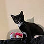 kitten, black_and_white, tuxedo_cat, indoor, curious, alert, plush_toy, shadow, wall, pet, young_cat, feline, animal, cute, small, whiskers, ears, fur, standing, domestic_cat