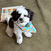 Troy is registered to the contest to win money with this photo: adorable, animal, bandana, black_and_white, blue_bandana, carpet, curious, cute, dog, domestic_animal, fluffy, fur, indoor, looking_up, newspaper, pet, puppy, sitting, small_dog, young_dog