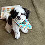 adorable, animal, bandana, black_and_white, blue_bandana, carpet, curious, cute, dog, domestic_animal, fluffy, fur, indoor, looking_up, newspaper, pet, puppy, sitting, small_dog, young_dog